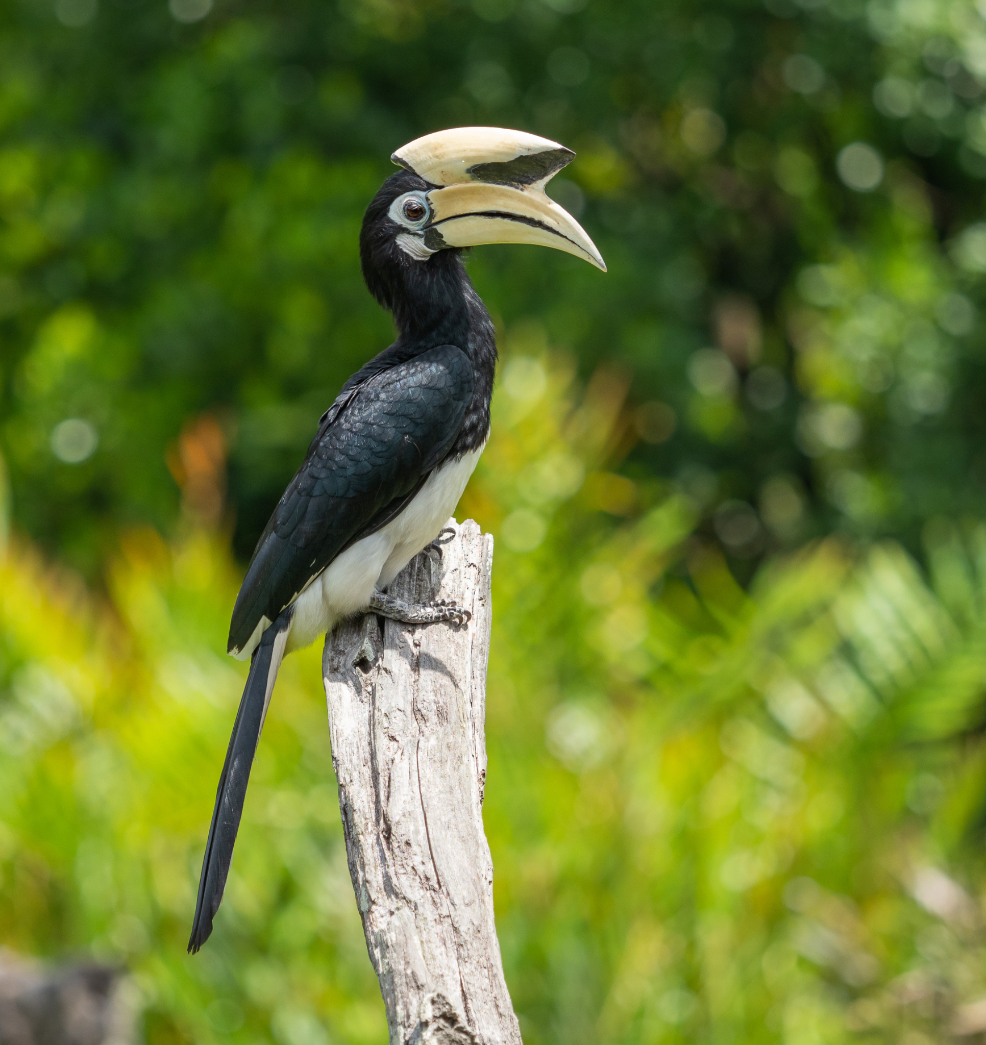 Oriental Pied Hornbill feeding 1